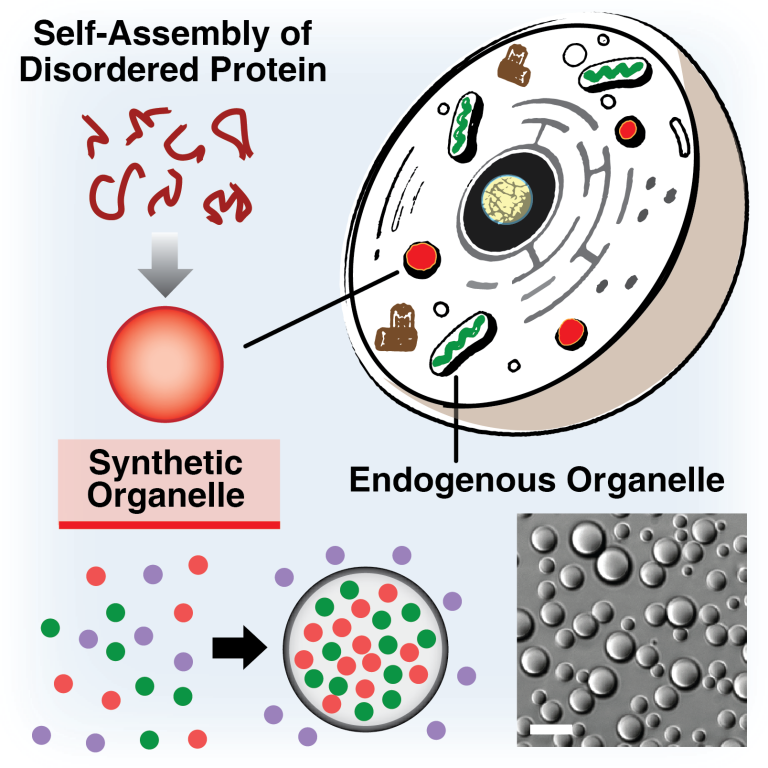 Membraneless Organelles Superseed - LRSM