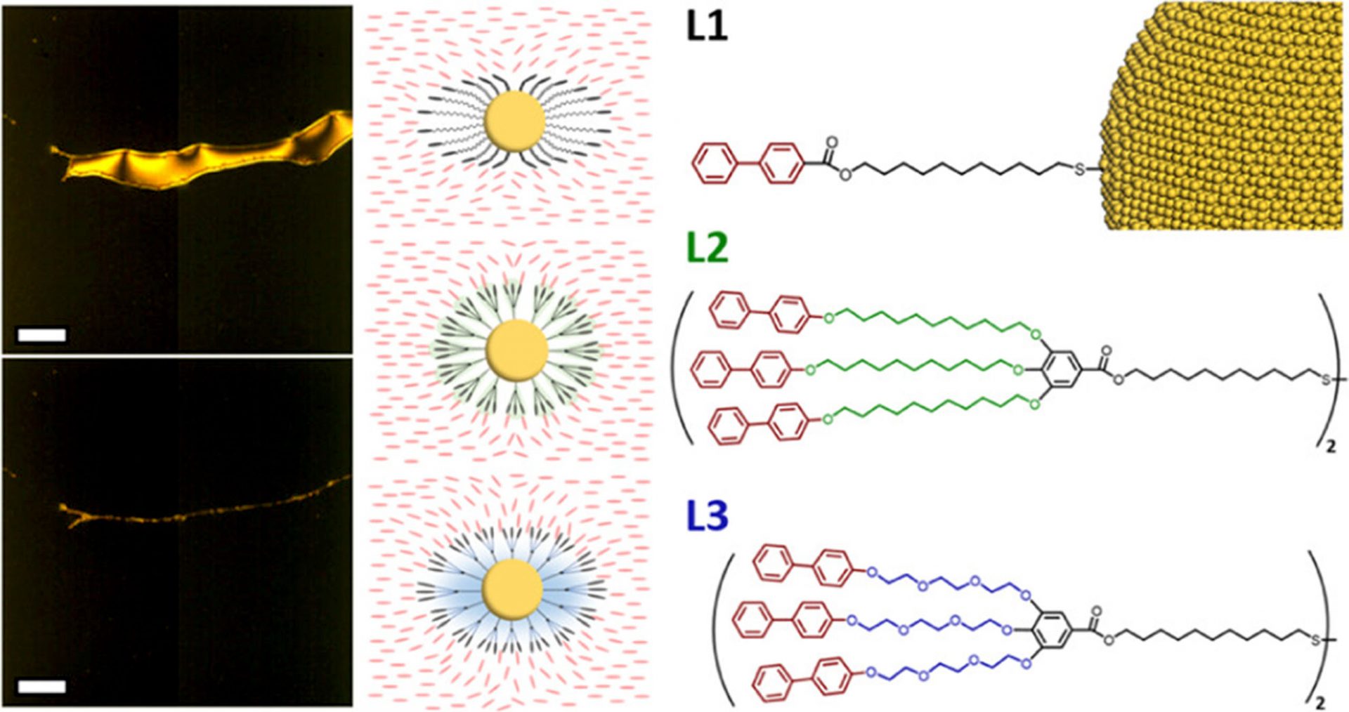 highlight image of Polarized optical microscopy images next to illustration of the proposed ligand arrangement and Dendritic Promesogenic Ligands used in the study
